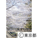 善福寺川緑地の桜
