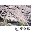 善福寺川緑地の桜