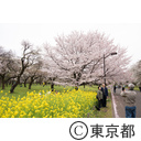 小金井公園の桜