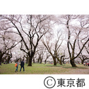 小金井公園の桜