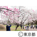小金井公園の桜