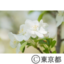 狭山公園