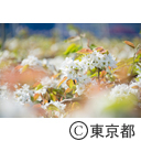 梨の開花