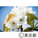 梨の開花