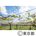 梨の開花
