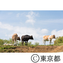養豚・牧場