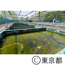水元公園