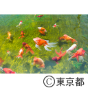 水元公園