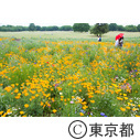 昭和記念公園フラワーフェステバル