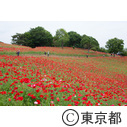 昭和記念公園フラワーフェステバル