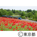 昭和記念公園フラワーフェステバル