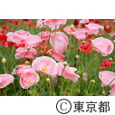 昭和記念公園フラワーフェステバル