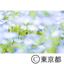 昭和記念公園フラワーフェステバル
