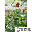 バラの切り花農家