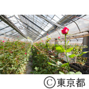 バラの切り花農家