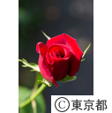 バラの切り花農家
