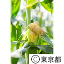 東京の農業 とうもろこし
