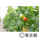 東京の農業 トマト