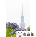 スカイツリーとあじさい