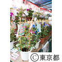 入谷朝顔まつり