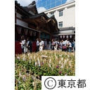 入谷朝顔まつり