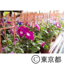 入谷朝顔まつり