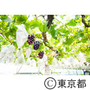 東京の農業 ぶどう ブルーベリー