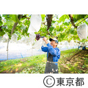 東京の農業 ぶどう ブルーベリー