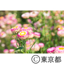 東京の農業 花摘み取り園