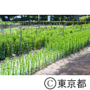 東京の農業 花摘み取り園