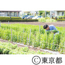 東京の農業 花摘み取り園
