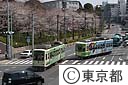 都電と桜