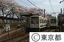 都電と桜