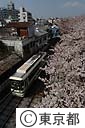 都電と桜