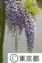 藤の花