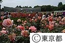 神代植物公園のバラ園