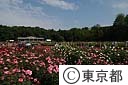 神代植物公園のバラ園