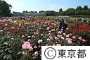 神代植物公園のバラ園