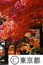 紅葉（殿ヶ谷戸公園）