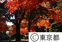 紅葉（殿ヶ谷戸公園）