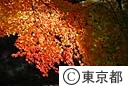 紅葉（殿ヶ谷戸公園）