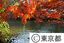 紅葉（井の頭公園）