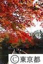 紅葉（井の頭公園）