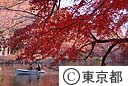 紅葉（井の頭公園）