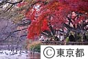 紅葉（井の頭公園）