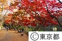 紅葉（井の頭公園）