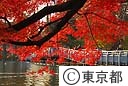 紅葉（井の頭公園）