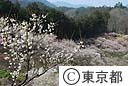 青梅・吉野梅郷