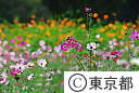 浜離宮恩賜庭園のコスモス畑