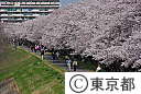 多摩川堤防桜並木